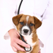 New Pet? 7 Questions to Ask Your Family Veterinarian