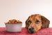 Pet Food Safety Measures to Avoid Health Complications